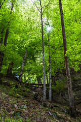 Green Mountain Forest With Bright Shining Sun In Austria