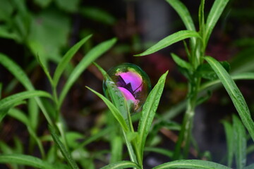 a soap bubble shimmers with rainbow colors in the green grass