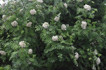 the white flowers of mountain ash at the end of may