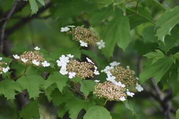 white flowers of viburnum red are just beginning to bloom