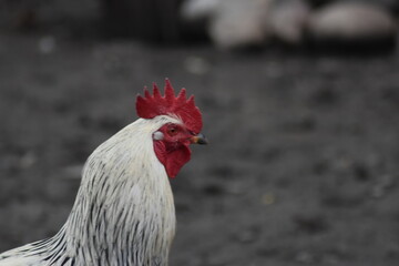 rooster in the village