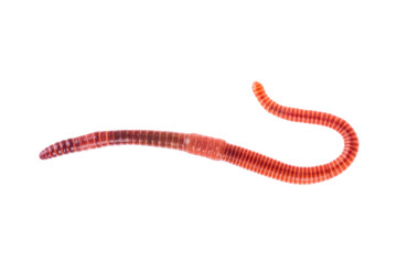 Macro shot of red worm Dendrobena, earthworm live bait for fishing isolated on white background.