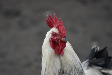 rooster in the farm