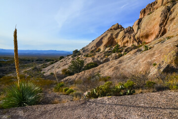 Mountain landscape with yucca, cacti and desert plants in 