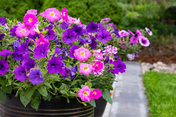 Decorative Pots of Pink and Purple Petunias on a Stone Patio in a Home Garden
