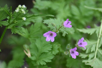 pink flowers in the garden