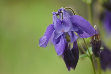 close up of a blue flower - campanula rotundifolia