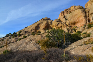 Mountain landscape with yucca, cacti and desert plants in 