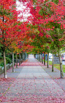 Sidewalk full of beautiful red leaf trees in autumn season. In Vancouver, Canada.
