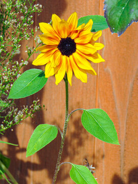 A single sunflower with a wooden fance behind.