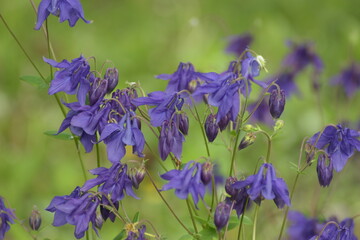 purple flowers in the garden