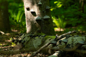 Lesser Spotted Woodpecker on Old Log in lush Woodlands in Beautiful Stenshuvud National park, Osterlen, Skane South Sweden.