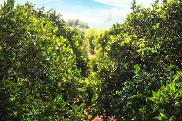 Close up of orange trees in the garden, selective focus