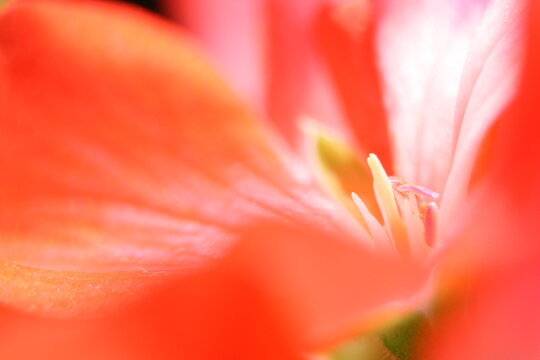 Macro Photography pink Closeup Flower