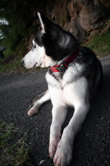 perro husky  sentado posando para la foto
