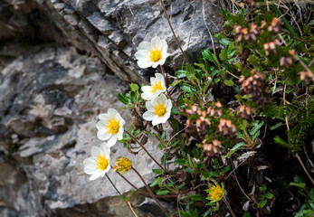 White Mountain Anemome Grows Beneath Rocks