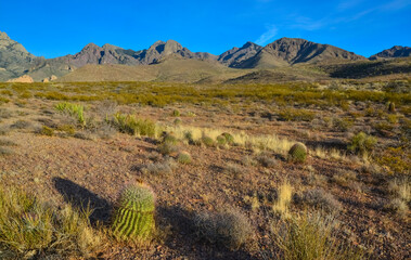 Desert landscape with large plants cactus Ferocactus sp. Organ Mountains-Desert Peaks NM, New...