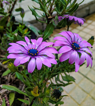 Purple Daisy close up shot by a fountain in Santiago, Chile.