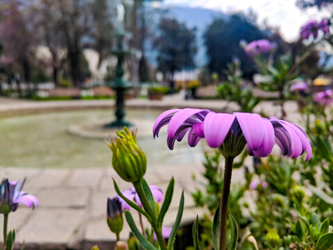Water flowing calmly on the banks of the fountain which is surrounded by various beautiful flowers
