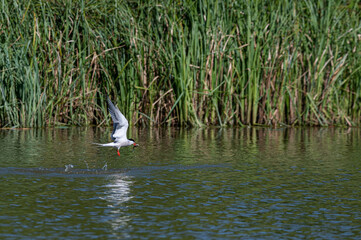 Common tern, Sterna hirundo, flying low over water with fish in beak