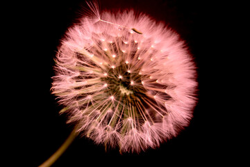 Single mistical dandelion close-up on dark background