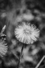 dmuchawce © Magdalena