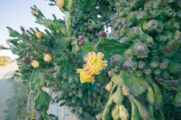 A Bunch of Prickly Flowers