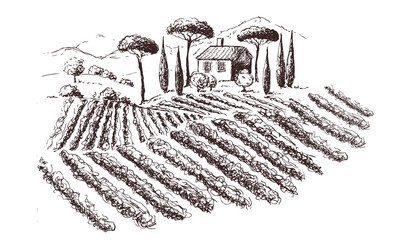 Vine plantation landscape. Hand drawn vector illustration.