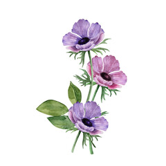 pink and lilac anemone flowers in a bouquet, watercolor illustration on white background