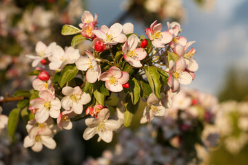Apple tree in bloom on a warm spring day