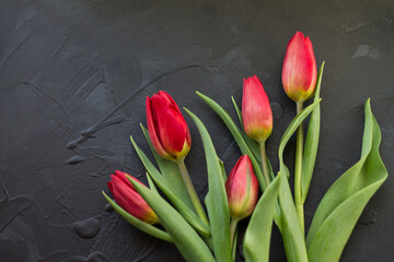 beautiful tulips a gift for a holiday