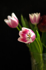 beautiful tulips a gift for a holiday