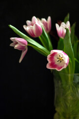 beautiful tulips a gift for a holiday