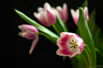 Obraz premium beautiful tulips a gift for a holiday