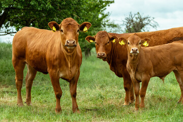 Hornless red cows in the pasture