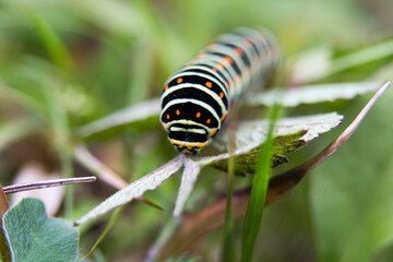 Old World Swallowtail Caterpillar (Papilio Machaon) also known as  Common Yellow Swallowtail, look from the front
