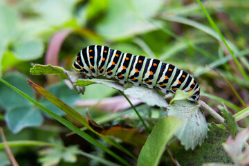 Old World Swallowtail Caterpillar (Papilio Machaon) also known as  Common Yellow Swallowtail 