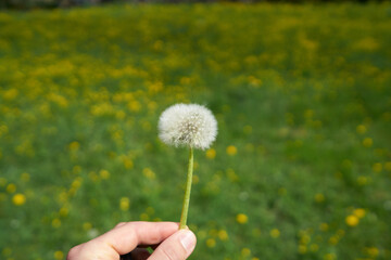 Dandelion seeds blowing away in the wind on green lush grass field