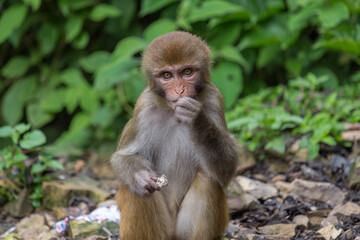 Wild eating rhesus macaque monkey living in Swayambhunath area, Kathmandu, Nepal