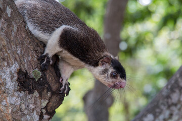 Obraz premium Grizzled giant squirrel, Ratufa Macroura, sitting on a tree in Sri Lanka