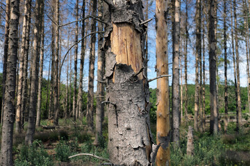 Schadholz und geschädigte Baumrinde durch Borkenkäfer im Westerwald in Rheinland-Pfalz im Mai 2020 - Stockfoto