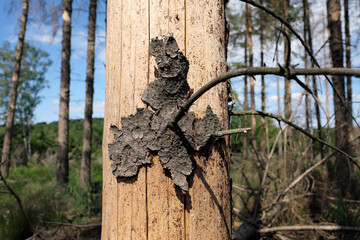 Obraz premium Geschädigte Baumrinde durch Borkenkäfer und Trockenheit im Westerwald in Rheinland-Pfalz im Mai 2020 - Stockfoto