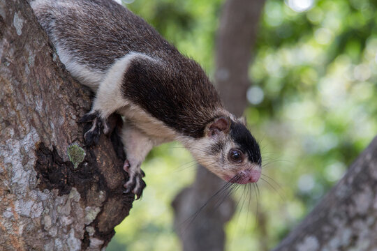 Grizzled giant squirrel, Ratufa Macroura, sitting on a tree in Sri Lanka