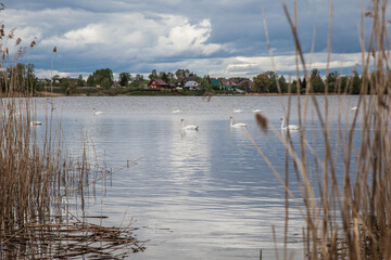 Swans  on the lake