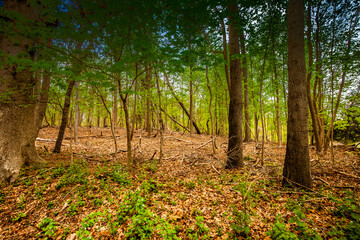 There's no better feeling after a long winter, to feel warmth of the springtime on your skin. No wonder the world loves to celebrate spring in forest.