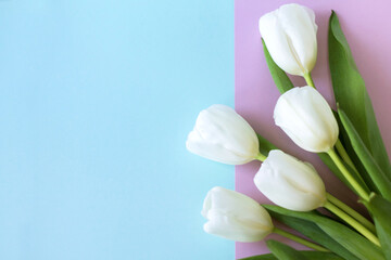 beautiful spring tulips as a symbol of love