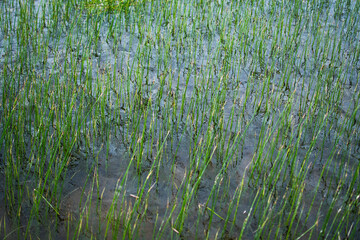 green plants grow in water. rice grows in water
