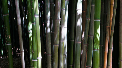 Bamboo grove in Nikitsky Botanical Garden in Crimea. Bamboo background