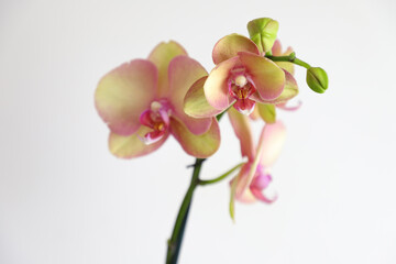 Fototapeta premium Close-up of a blooming orchid bud. selective focus. Phalaenopsis orchid. 