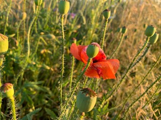 poppy flowers in field